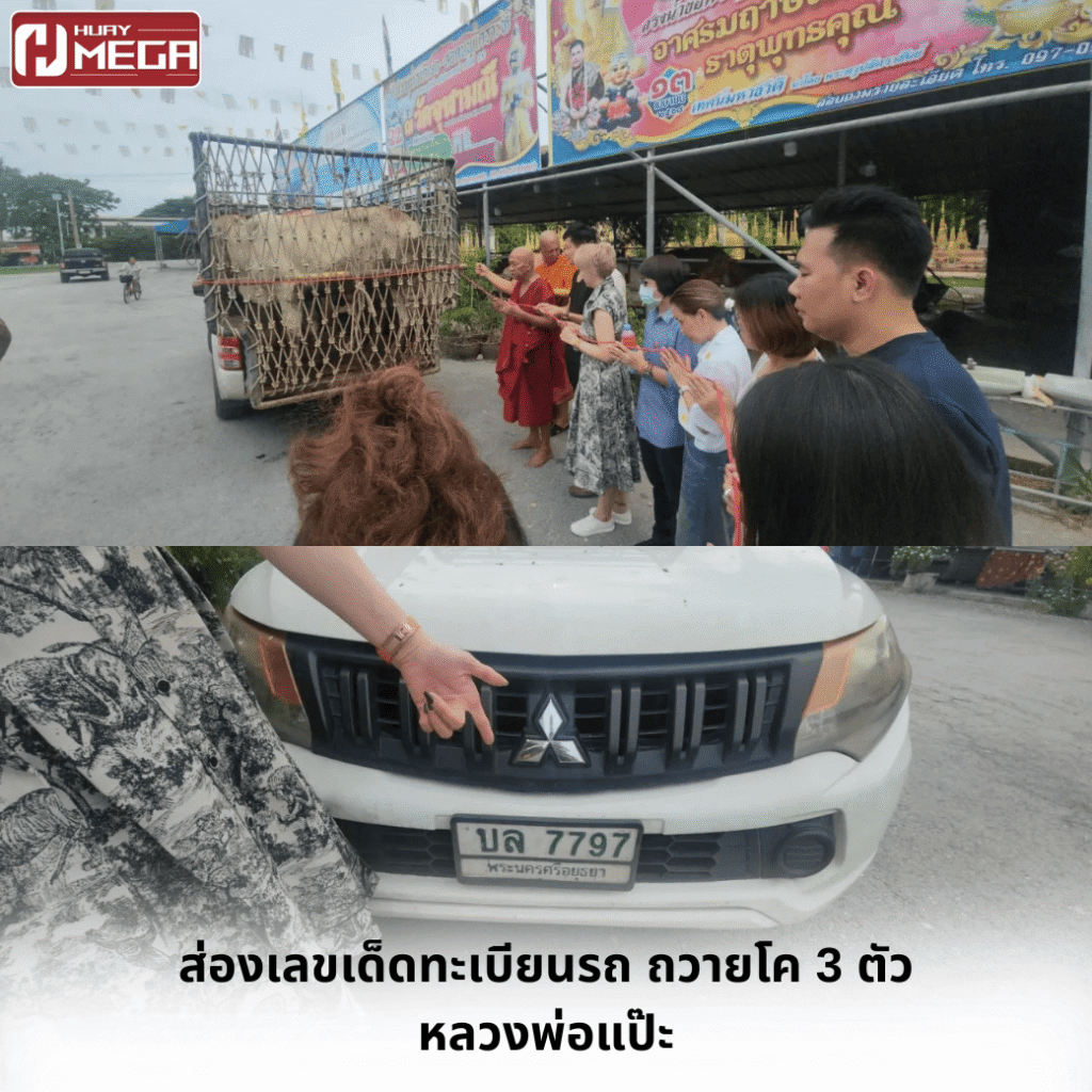7 9 3 งวดนี้มาแน่! พาส่องเลขเด็ดทะเบียนรถไถ่ชีวิตโคถวายหลวงพ่อแป๊ะ