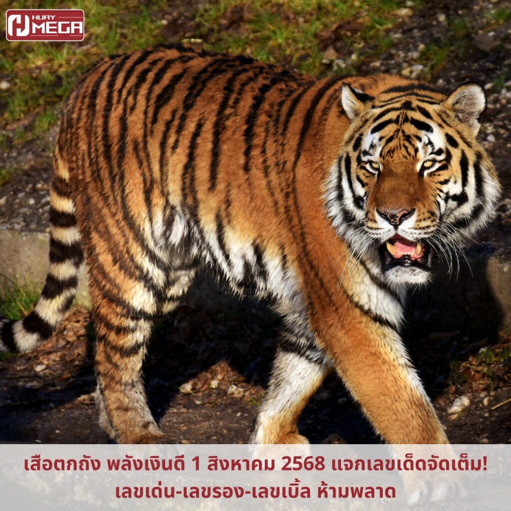 เสือตกถัง พลังเงินดี 1 สิงหาคม 2568 แจกเลขเด็ดจัดเต็ม! เลขเด่น-เลขรอง-เลขเบิ้ล ห้ามพลาด