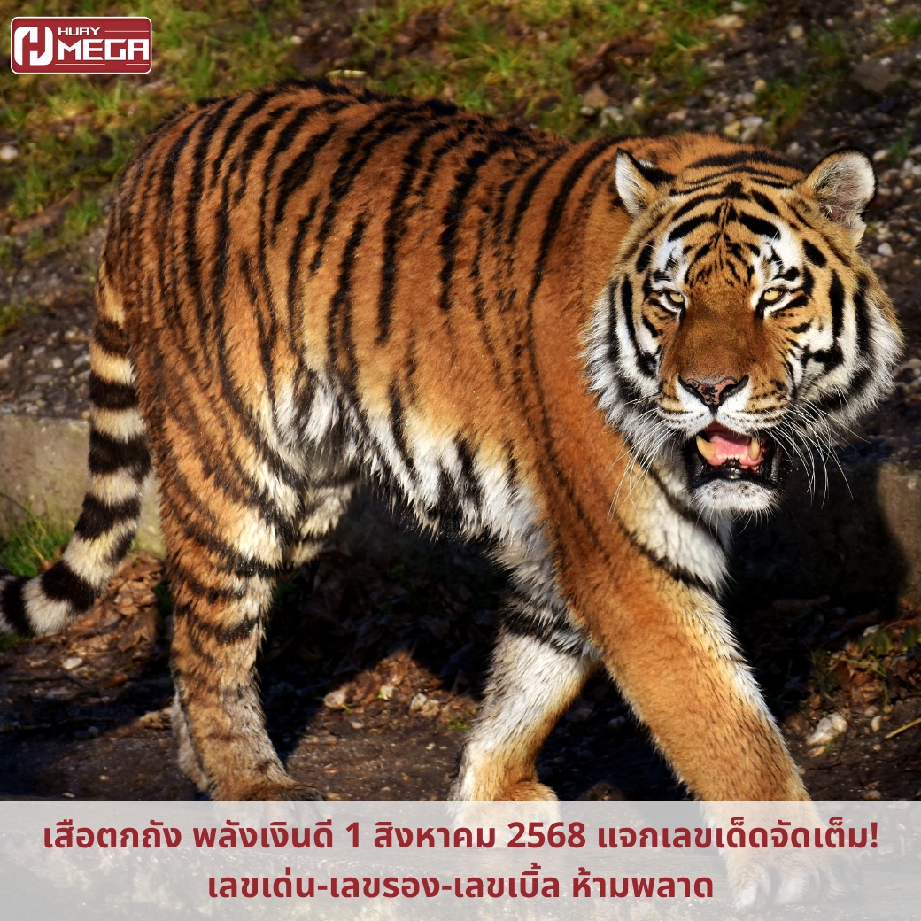 เสือตกถัง พลังเงินดี 1 สิงหาคม 2568 แจกเลขเด็ดจัดเต็ม! เลขเด่น-เลขรอง-เลขเบิ้ล ห้ามพลาด